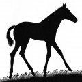 Horses